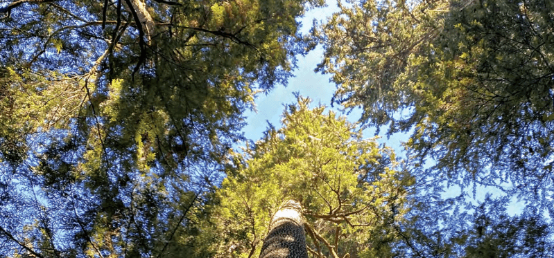 Trees are strong, symbolic, and can have a profound impact on our spiritual lives.